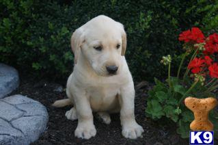 Labrador Retriever Puppies for Sale